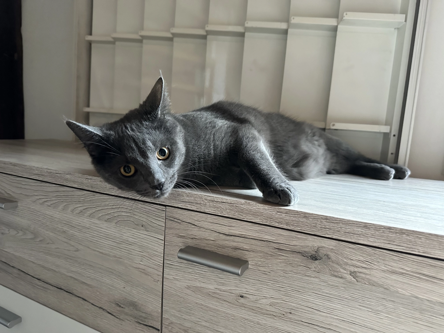 Katze  von TierVita - Natalie Haas 