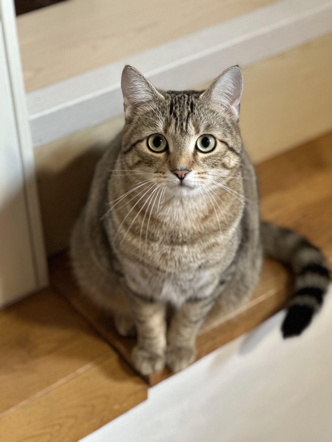 Katze  von TierVita - Natalie Haas 