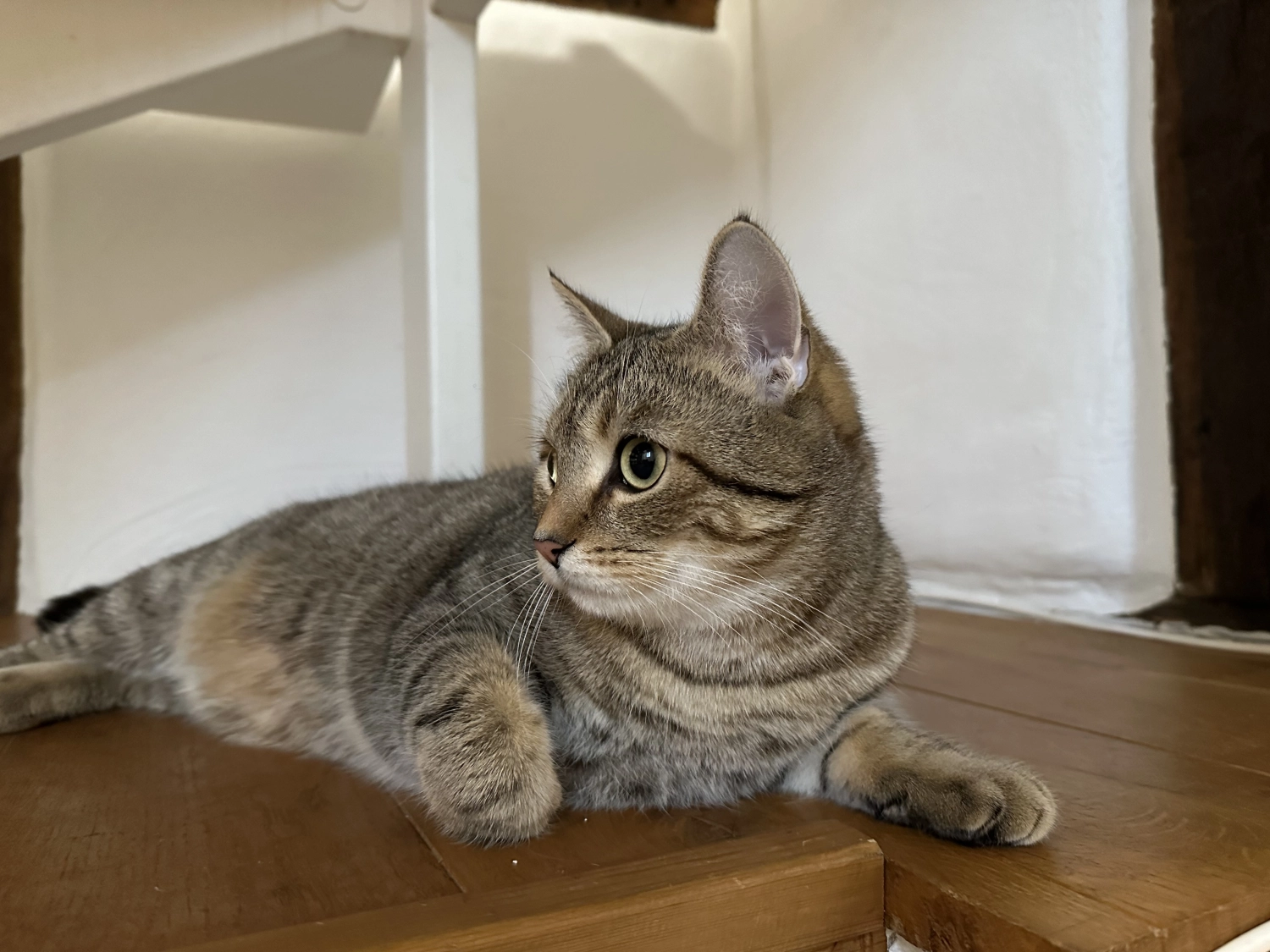 Katze  von TierVita - Natalie Haas 