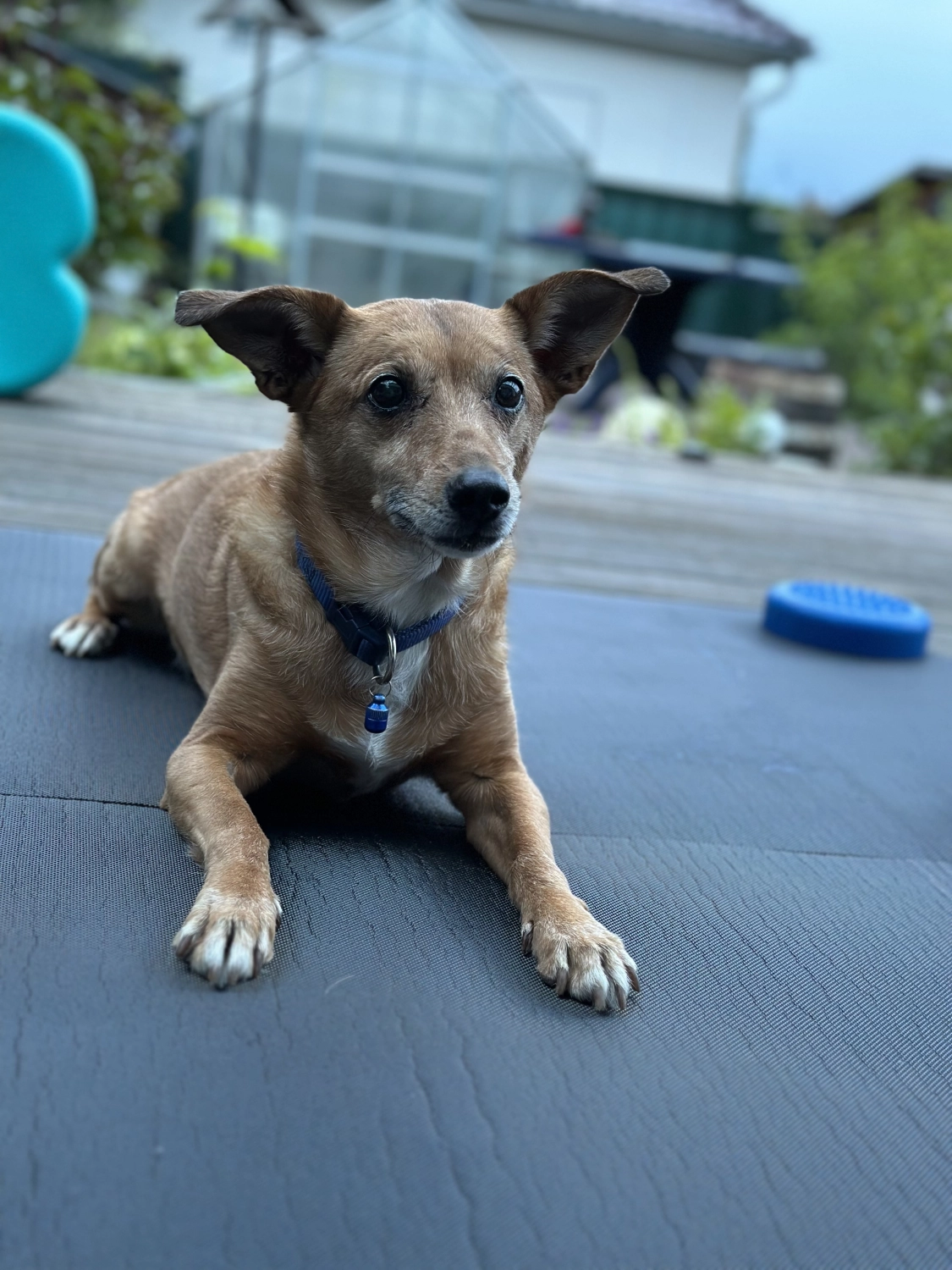 Hund von TierVita - Natalie Haas 