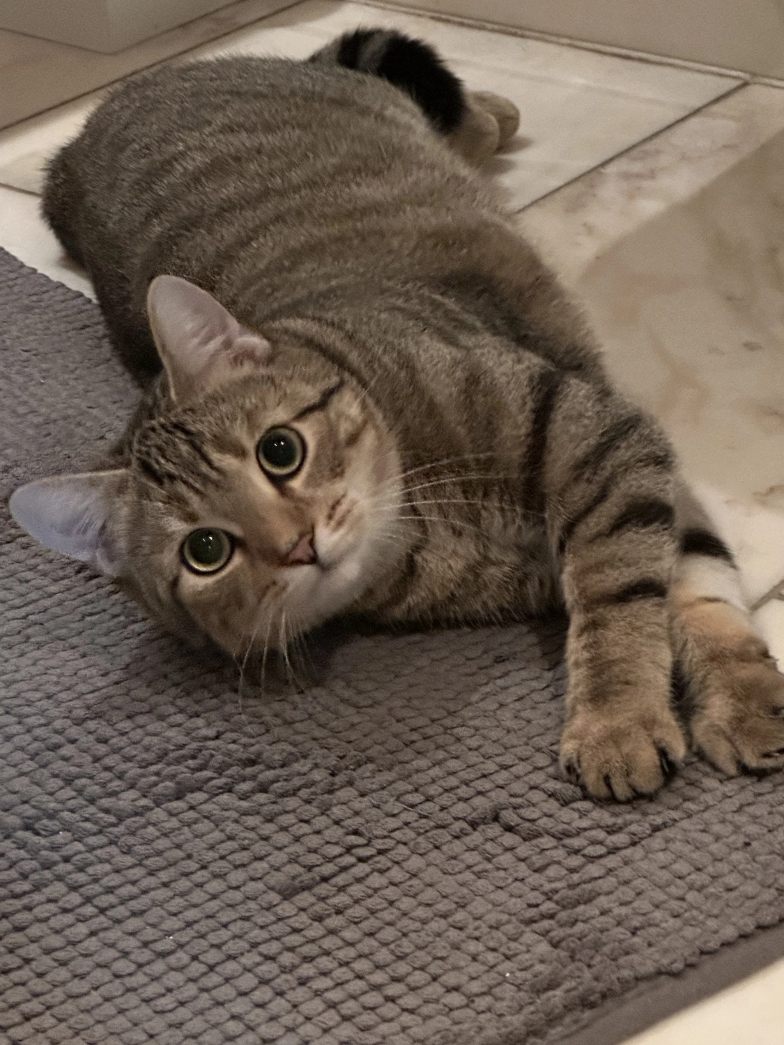 Katze  von TierVita - Natalie Haas 