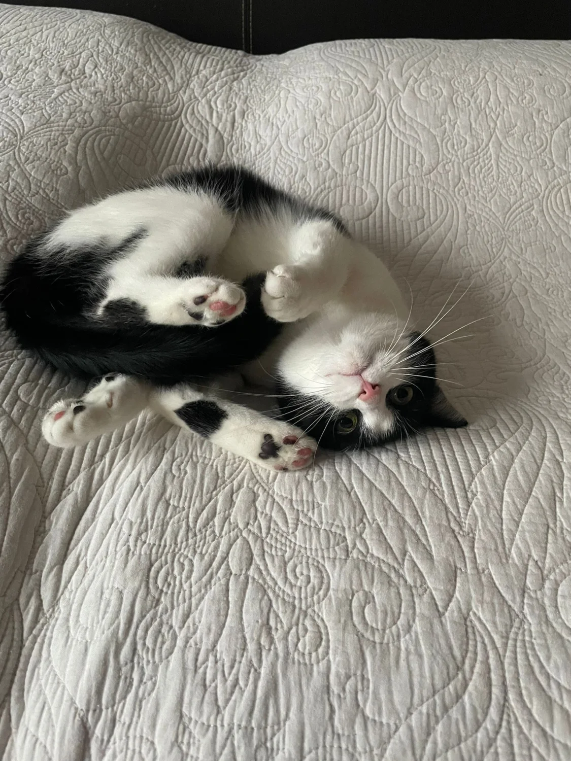 Katze  von TierVita - Natalie Haas 