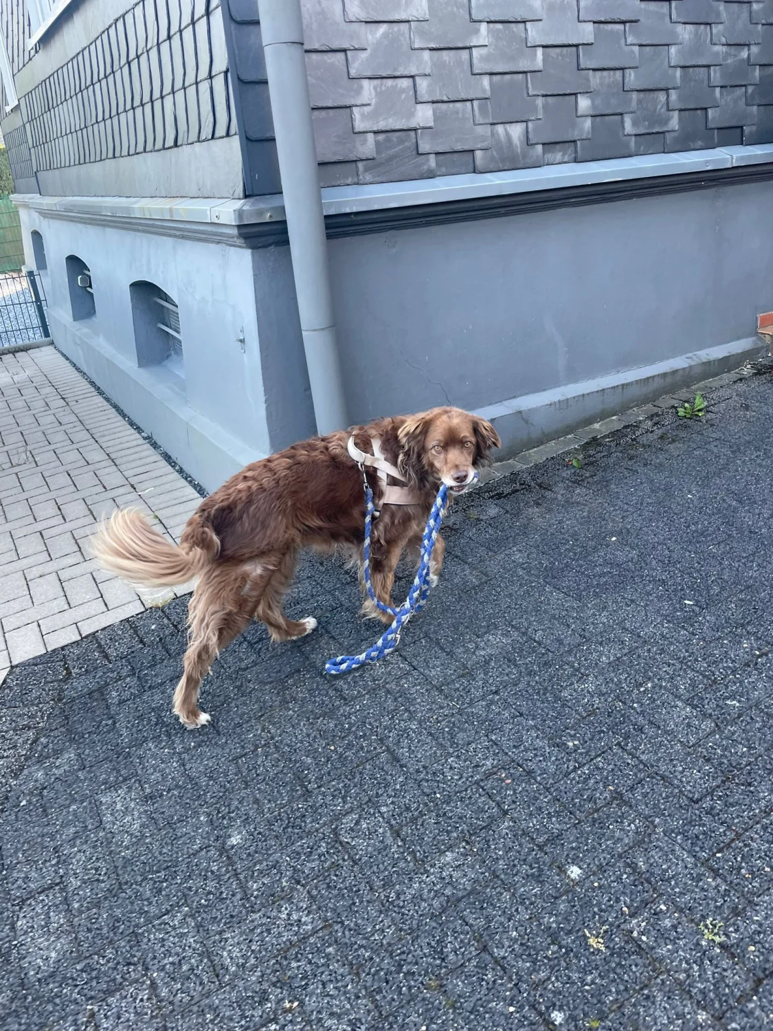 Hund von TierVita - Natalie Haas 