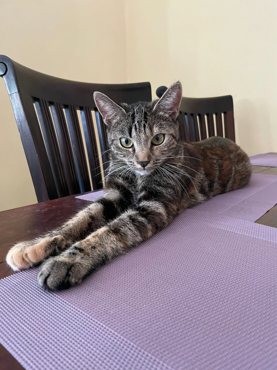 Katze  von TierVita - Natalie Haas 