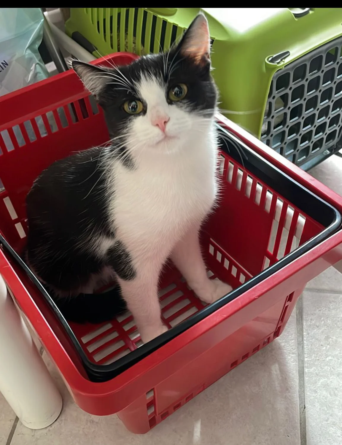 Katze  von TierVita - Natalie Haas 