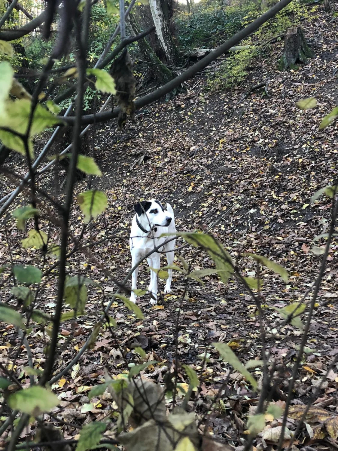 Hund von TierVita - Natalie Haas 