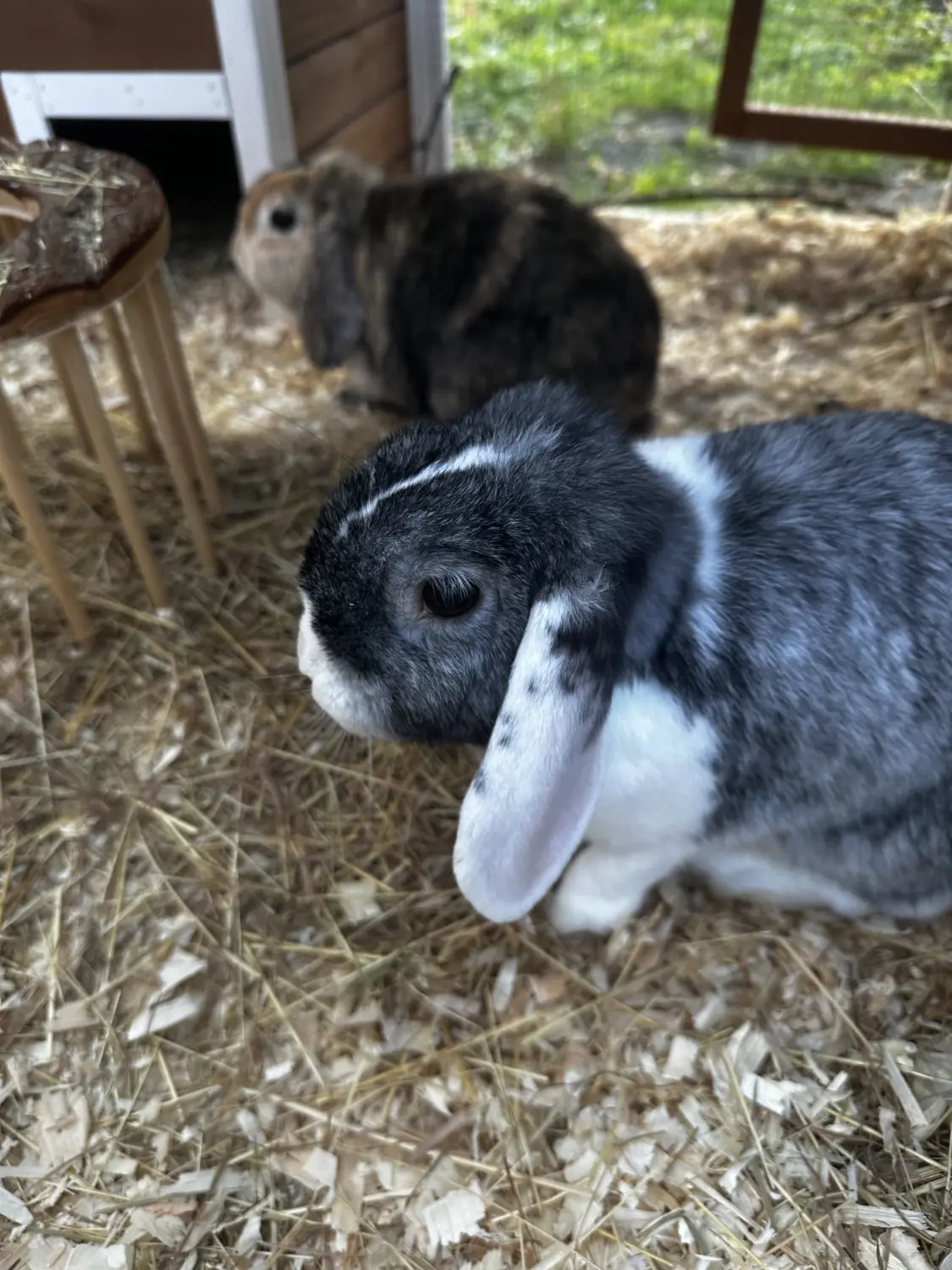 Katze  von TierVita - Natalie Haas 