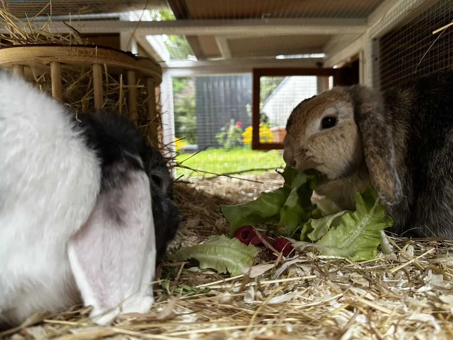 Katze  von TierVita - Natalie Haas 