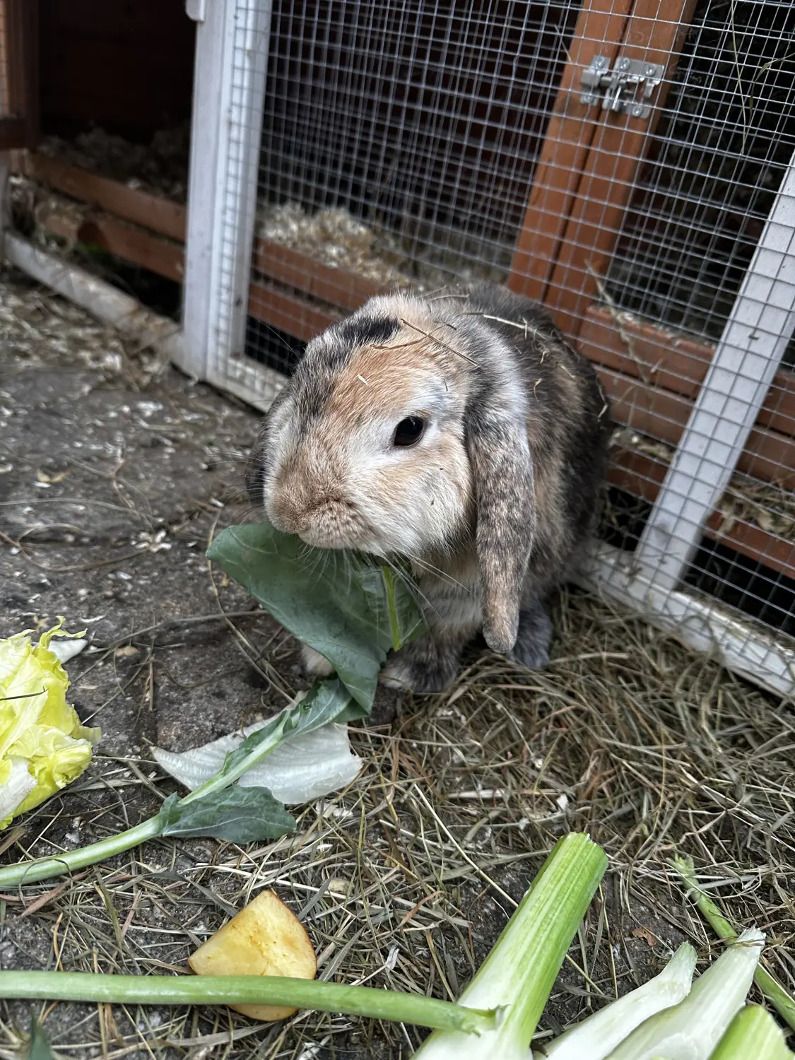 Welpe von TierVita - Natalie Haas 