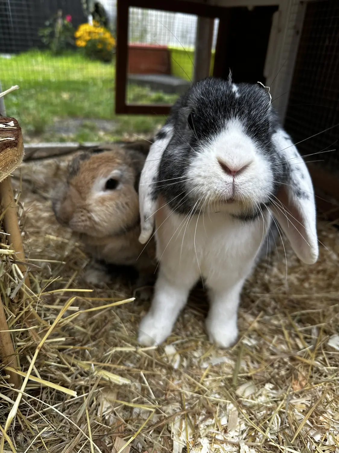 Katze  von TierVita - Natalie Haas 