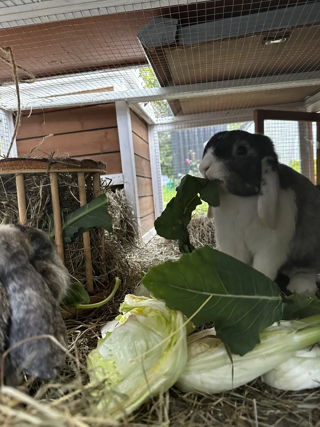 Hund von TierVita - Natalie Haas 