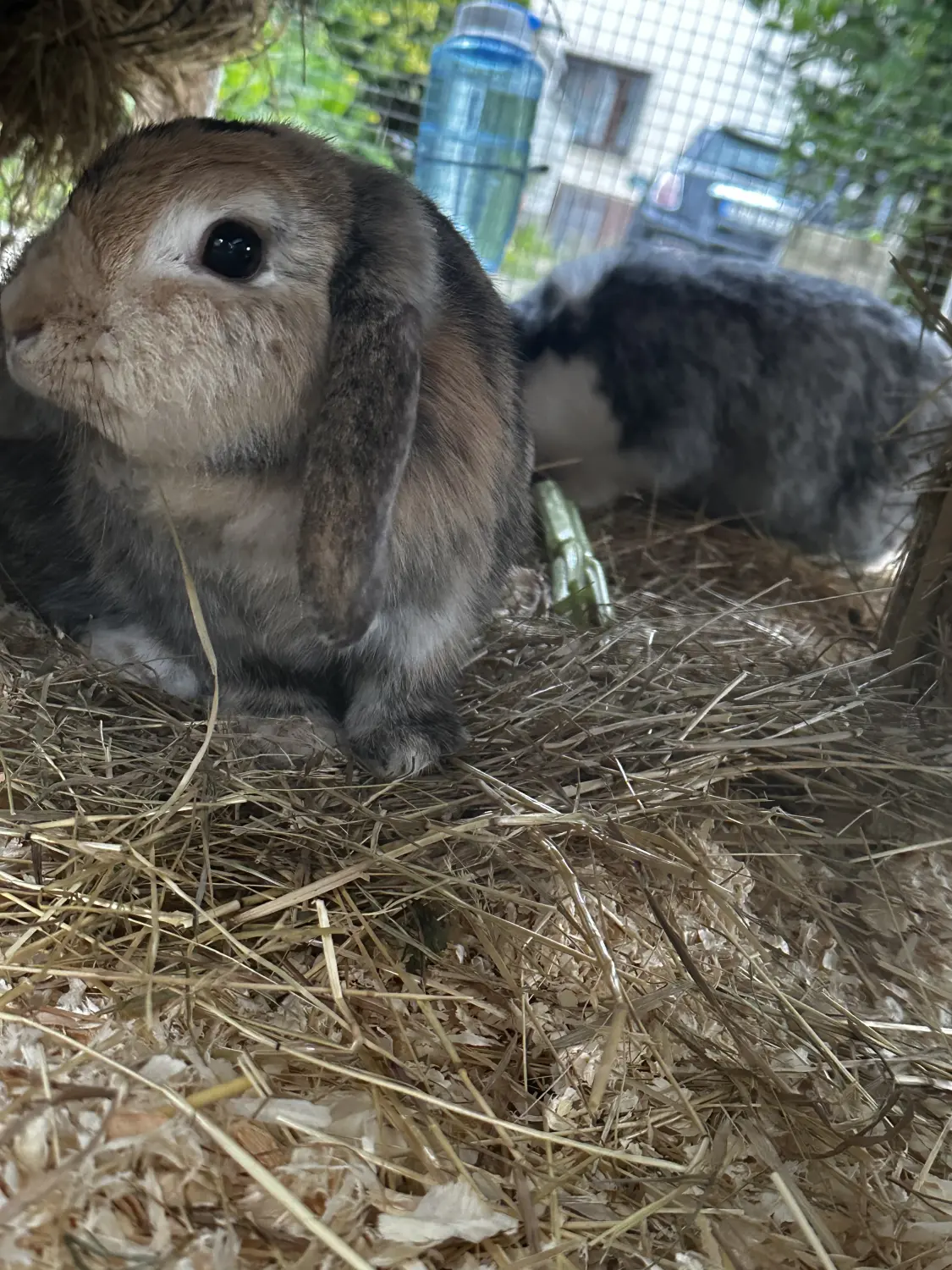 Katze  von TierVita - Natalie Haas 