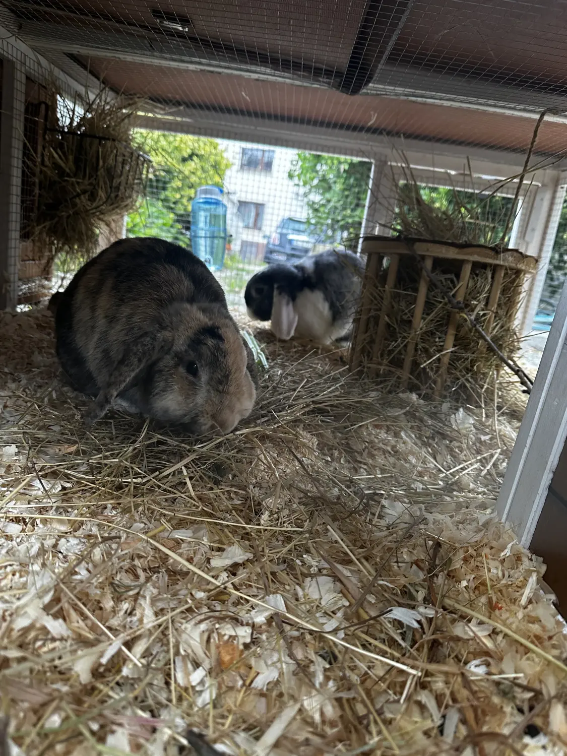 Welpe von TierVita - Natalie Haas 